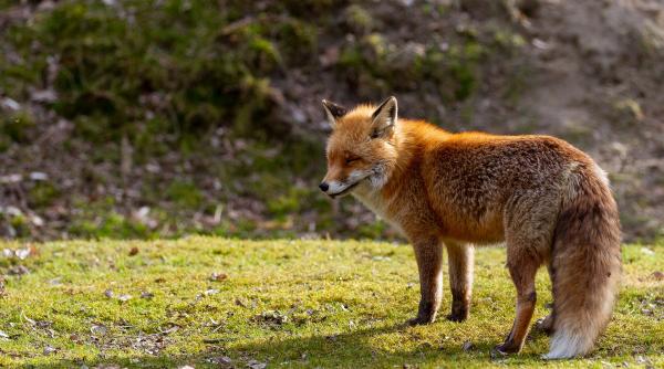 fermierii din arad otravesc animalele salbatice