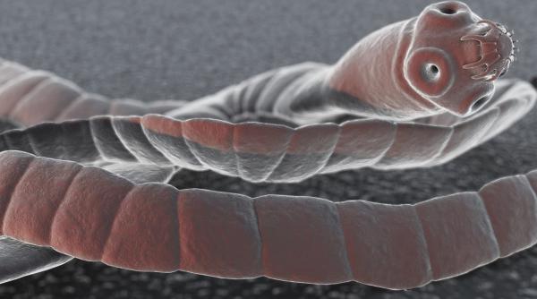 tenia parazitul care nu mai poate fi tratat in romania