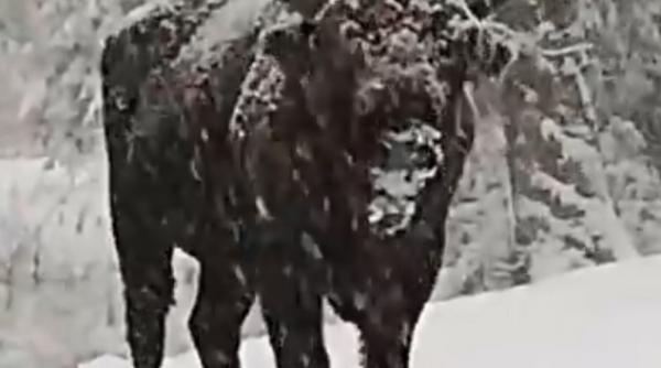 video imagini cu un zimbru inzapezit in neamt