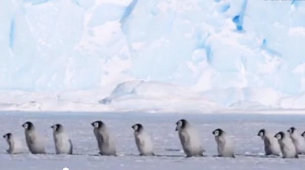 video imagini din antarctica desprinse parca din filmele lui walt disney