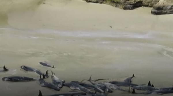 video dezastru in noua zeelanda 145 de balene moarte pe o plaja