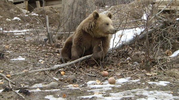 cioban muscat de urs la o stana de la poalele muntilor calimani