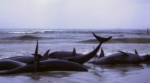 51 de balene au murit pe o plaja din noua zeelanda