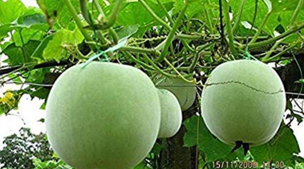 pepenele de iarna o premiera in agricultura romaneasca