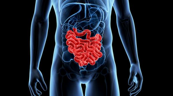 pacea dintre bacteriile bune si cele rele din colon se strica adesea