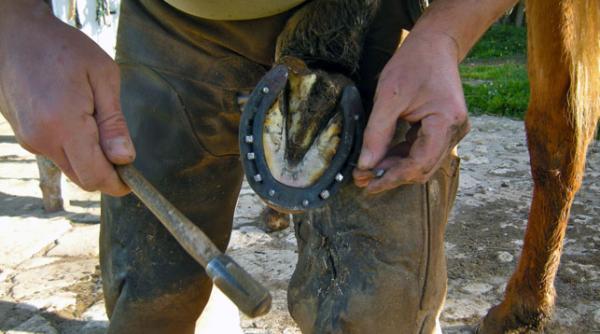 potcovitul cailor relansat printr un curs universitar la cluj