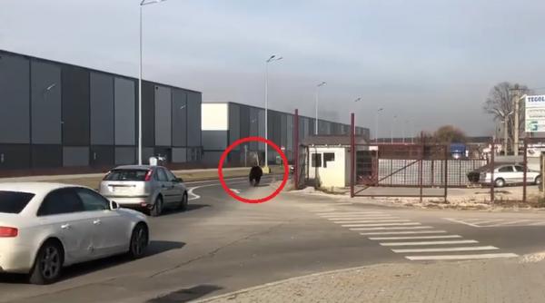 un urs a provocat panica in brasov