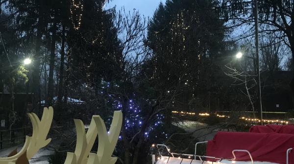 serbarile iernii la zoo