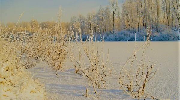 zapada galbena fenomenul care a creat panica