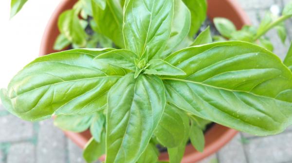 cum sa cresti ierburi aromatice in casa