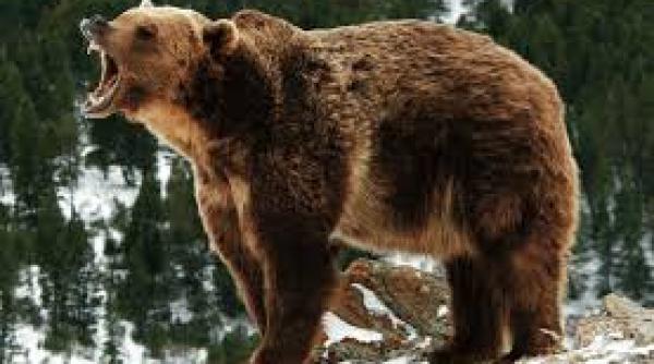 un barbat a fost atacat de un urs pe o pasune din sibiu