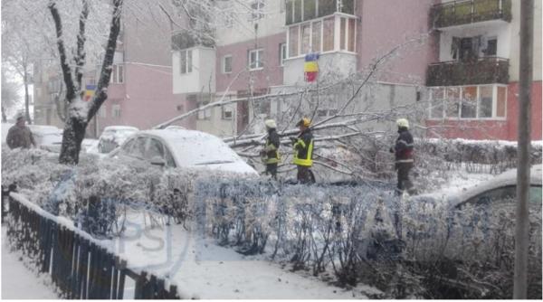copaci cazuti peste masini in satu mare