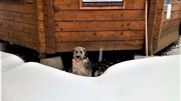 catelusa de la sarmisegetusa regia salvata de la moarte prin infometare