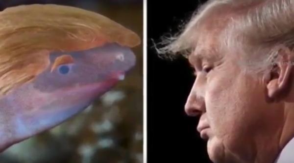 un amfibian orb care isi ingroapa capul in nisip a fost numit dupa donald trump
