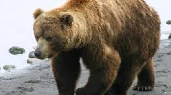 o femeie este in stare grava dupa ce un urs i a smuls bratul la o pensiune din rusia