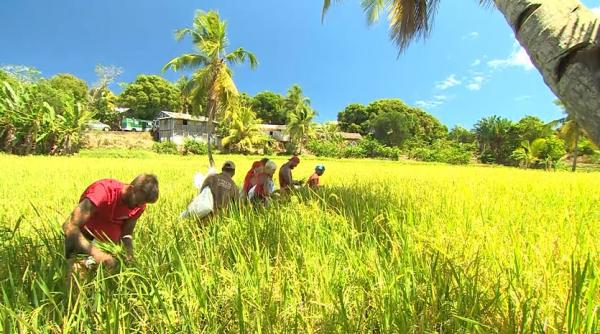 metodele de a face rost de mancare in madagascar le dau de lucru dar si de gandit concurentilor din ultimul trib