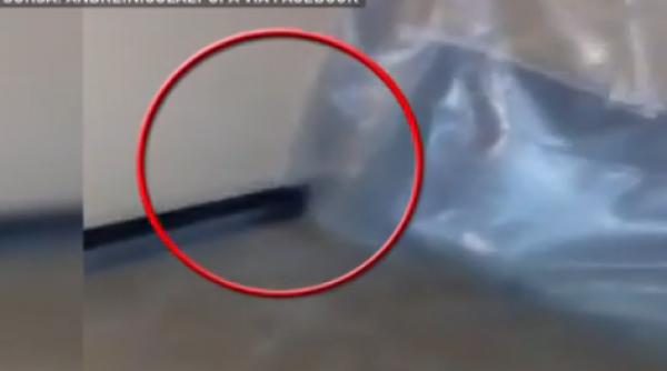 un sobolan a bagat spaima in studentii din caminul grozavesti din bucuresti