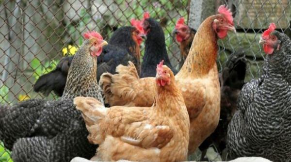 sfaturi pentru agricultori cum se curata si dezinfecteaza corect cotetele pasarilor