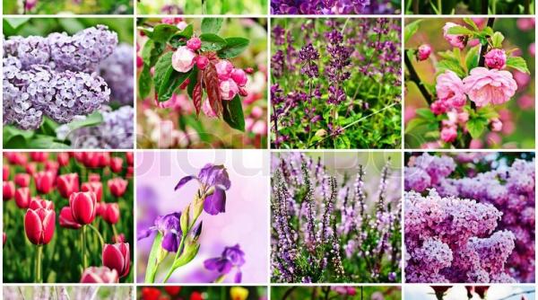 tratamente naturiste o floare miraculoasa vindeca 100 de boli si previne mai multe forme de cancer azi