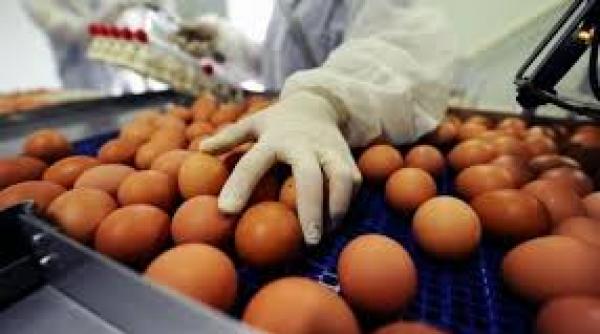 zeci de mi de oua contaminate au fost retrase de la comercializare in olt