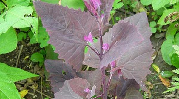 buruiana care trateaza afectiunile respiratorii si stimuleaza functia rinichilor azi