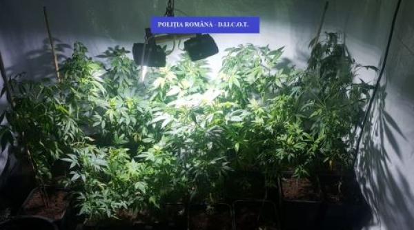 cultura de canabis descoperita intr un apartament din constanta