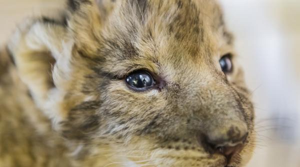 patru pui de leu au murit de frig la o gradina zoologica din gaza