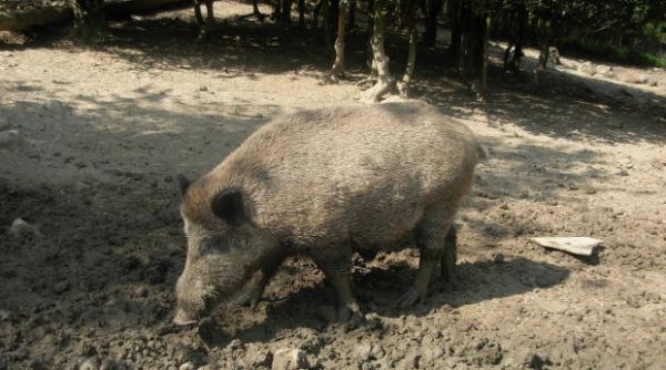 suspiciune de pesta porcina la un porc mistret gasit mort langa frontiera cu ucraina
