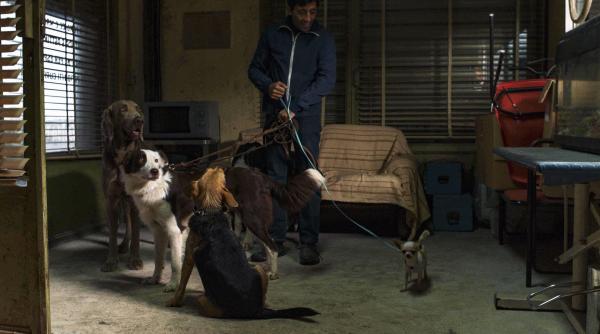 frizerul de caini castigatorul premiului palm dog va sustine cainii abandonati