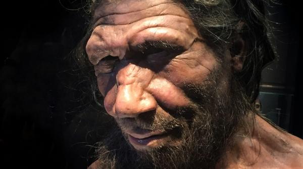 neandertalii aveau sulte cu care puteau vana la 20 de metri distanta