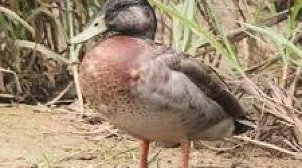 cel mai singuratic ratoi din lume a murit pe o insula din pacific