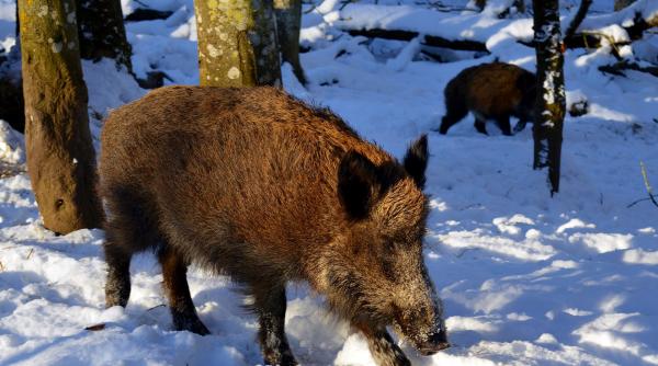 danemarca a inceput sa ridice un gard de protectie la granita cu germania