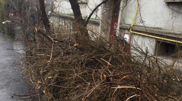 operatiunea creanga dupa fenomenul copacilor de sticla