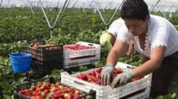 aproape 1 000 de locuri de munca disponibile pentru romani in spatiul economic european