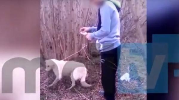 monstrous un baiat din dambovita a incendiat un caine in timp ce prietenul sau filma intraga scena