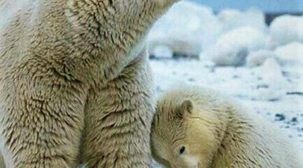 invazie de ursi polari intr un oras din rusia