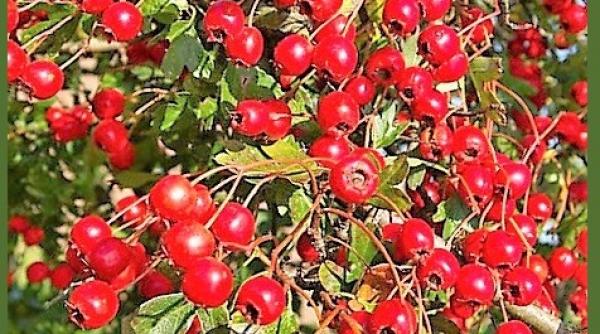 planta care are grija de inima si prelungeste viata cu cel putin 10 ani