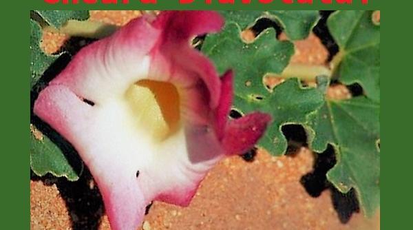 gheara diavolului leacul care alina 7 dureri