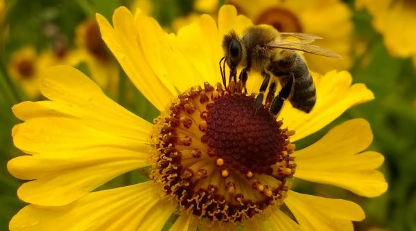 insectele amenintate de extinctie