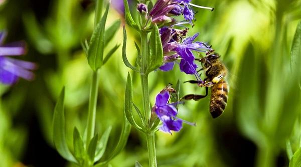 planta sfanta care vindeca bolile si induce o stare de buna dispozitie