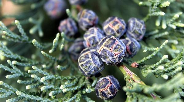 tratamente naturiste 2 remedii pe baza de tuia care spulbera durerile de genunchi