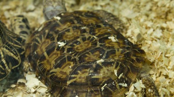 o specie de broasca testoasa descoperita recent este pe cale de disparitie