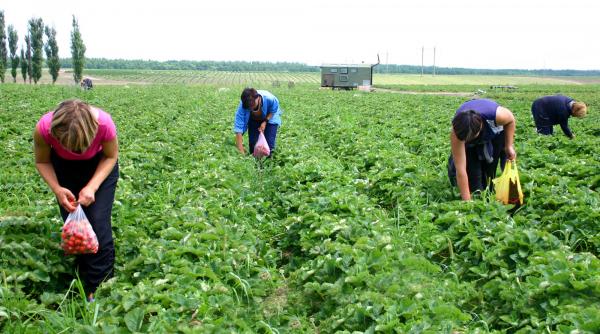 portugalia autoritatile lupta cu exploatarea migrantilor in agricultura sase romani arestati intr un recent raid