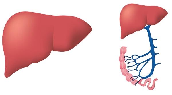 ciroza hepatica semnele care ar trebui sa va trimita la medic
