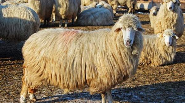 romania poate exporta carne de oaie si ovine catre iran