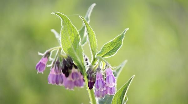 tratamente naturiste iarba lui tatin planta cu puteri miraculoase care rapune cancerul si trateaza ulcerul