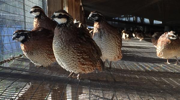 solutii de criza de la angajat la mic intreprinzator