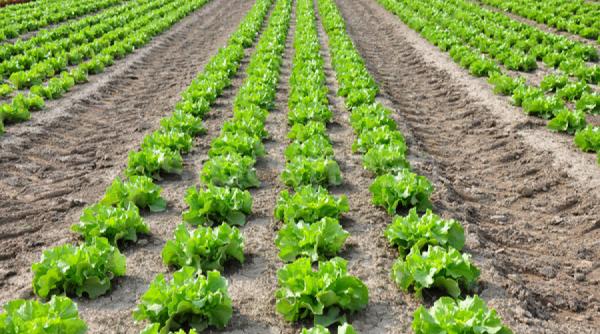 cum se cultiva salata sfaturi pentru agricultori