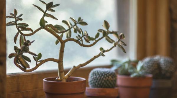 ce plante sunt benefice in casa