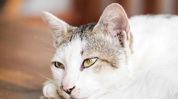 10 000 de animale de companie sterilizate